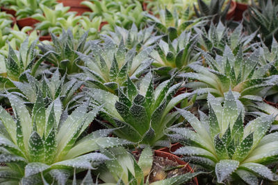 Full frame shot of wet plants