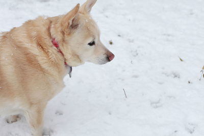 White dog navigating through snowy ground