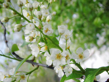 Close-up of white flowers on tree