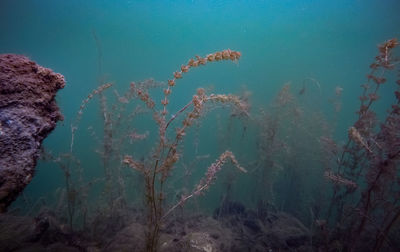 View of jellyfish swimming in sea