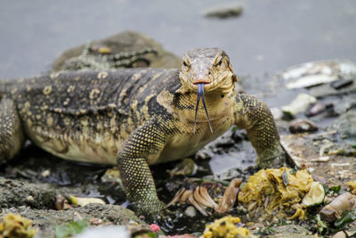 Close-up of lizard on rock