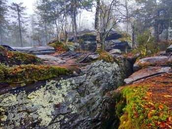 Stream flowing through rocks in forest