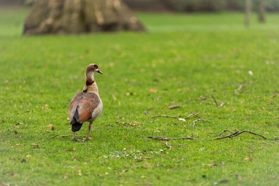 Egyptian goose, alopochen aegyptiaca in saint james park, london