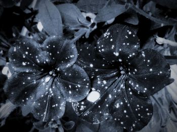 Close-up of water drops on leaves