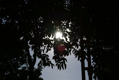 Low angle view of trees against sky