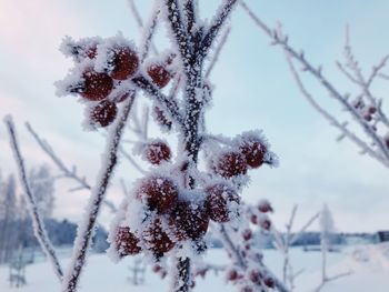 Close-up of frozen plant against sky