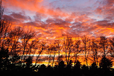 Silhouette trees against dramatic sky during sunset