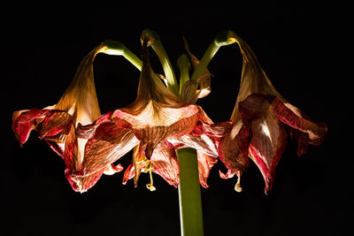 Close-up of wilted flowers against black background