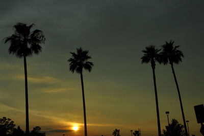 Low angle view of palm trees against sky