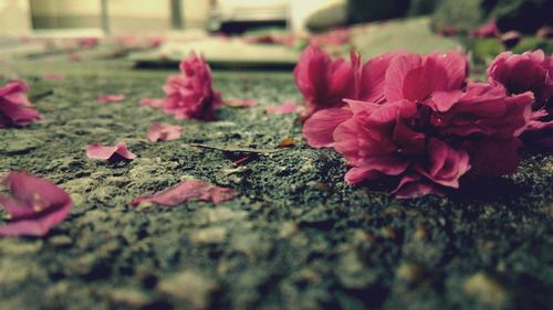 Close-up of pink flowers blooming on field