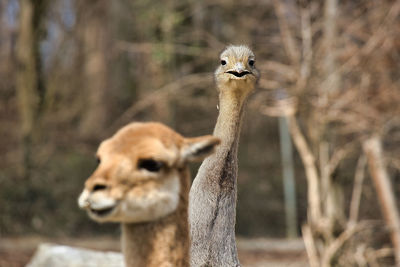 Portrait of a bird on a field