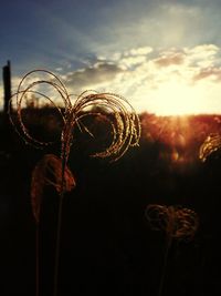 Close-up of love against sky during sunset