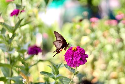 Close-up of butterfly pollinating on pink flower