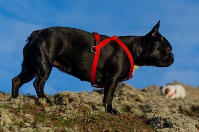 Close-up of dog standing on field against sky