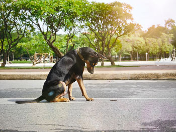 Dog in a park