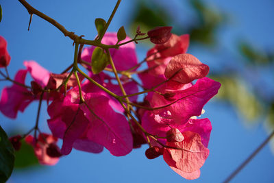 Low angle view of bougainvillea on plant against sky