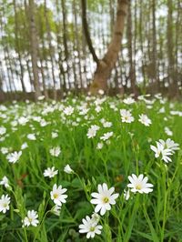 White flowering plants and trees on field