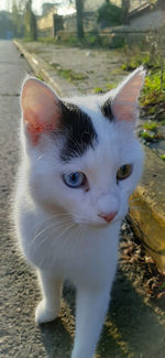 Close-up of cat looking away