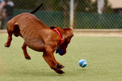 Dog playing with ball on grass