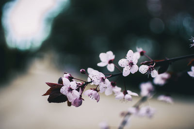 Close-up of pink cherry blossoms