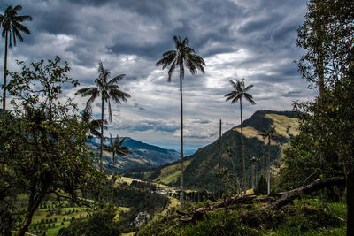Scenic view of palm trees on landscape against sky