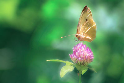 Close-up of butterfly pollinating on purple flower