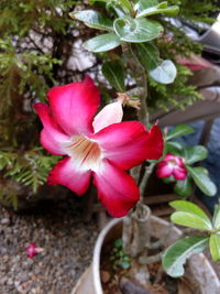 Close-up of pink flowers