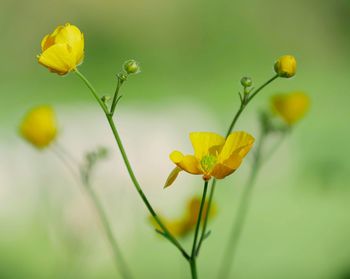 Close-up of yellow flowering plant