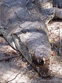 Close-up of crocodile