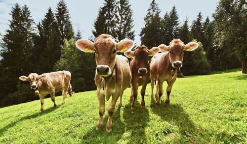 Cows on field