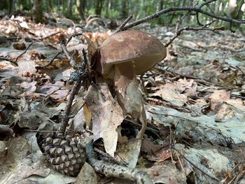 Close-up of mushroom growing on field