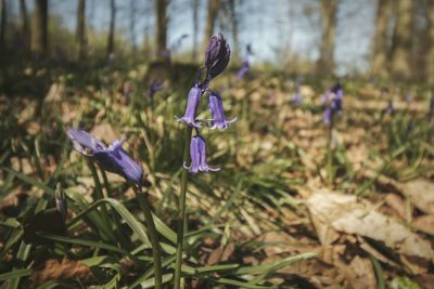 Close-up of purple crocus flowers on field