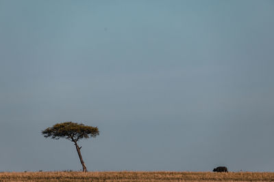 Single tree on field against clear sky