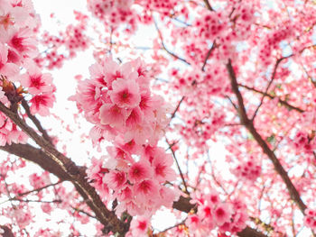 Close-up of pink cherry blossom