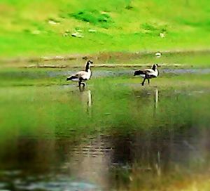 Birds in lake