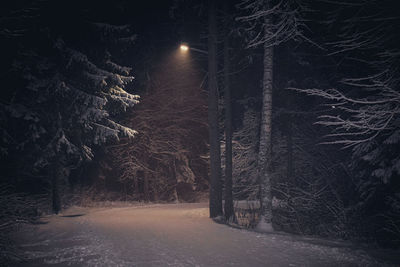 View of trees in forest during winter at night