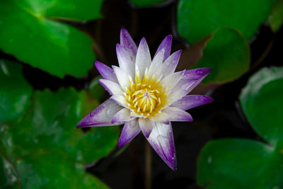 Close-up of lotus water lily in pond