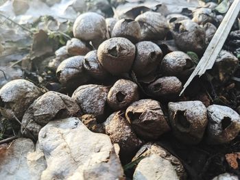 High angle view of pebbles on rocks