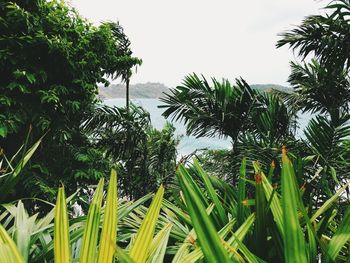 Scenic view of palm trees against clear sky