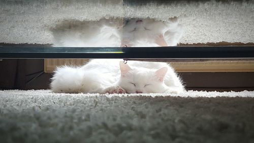 Cat sleeping on white surface