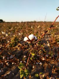 Close-up of insect on plant at field