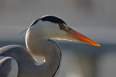 Close-up of bird