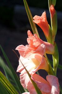 Close-up of pink flowers