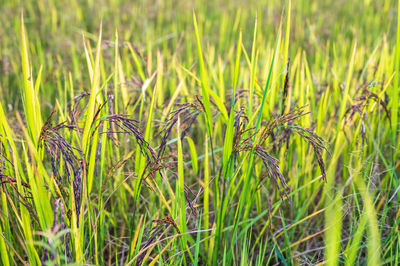 Ears of riceberry rice in field