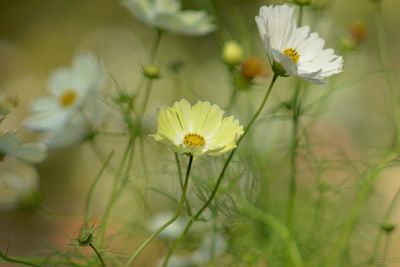 Close-up of white flowers blooming outdoors