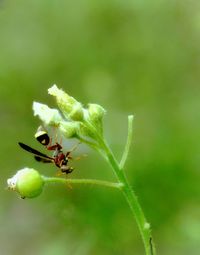 Close-up of insect on plant