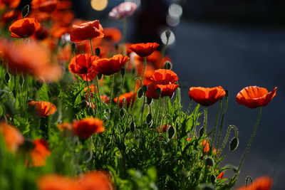 Close-up of red poppy flowers in field