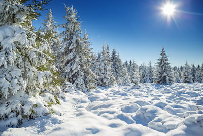 Snow covered plants against sky