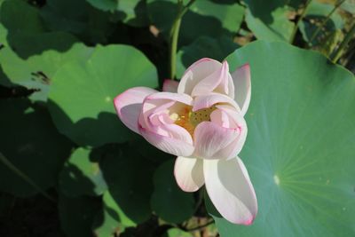 Close-up of pink lotus water lily