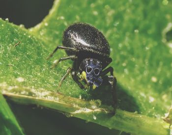 Close-up of insect on leaf